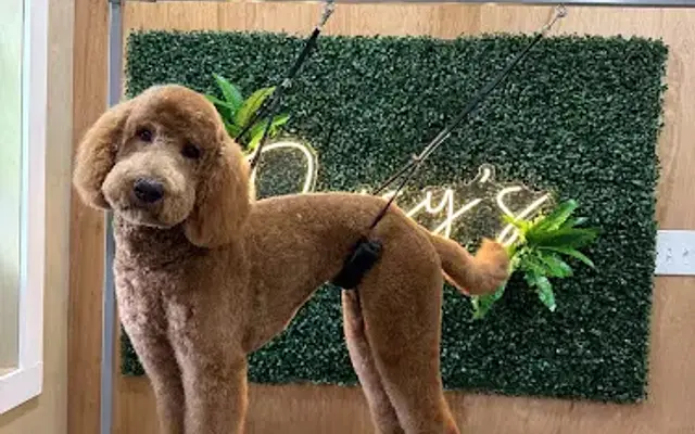 Daisy's Dog Grooming in Addis, LA