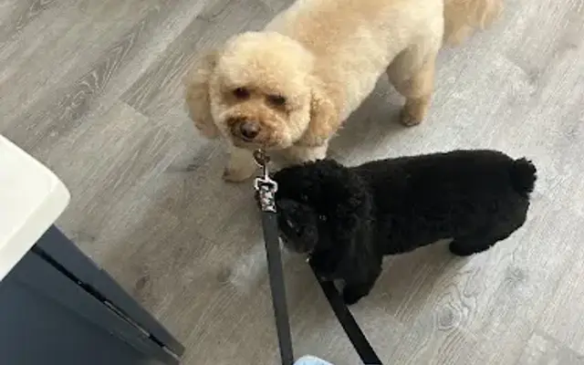 Ruff Cuts in Sylvan Beach, NY