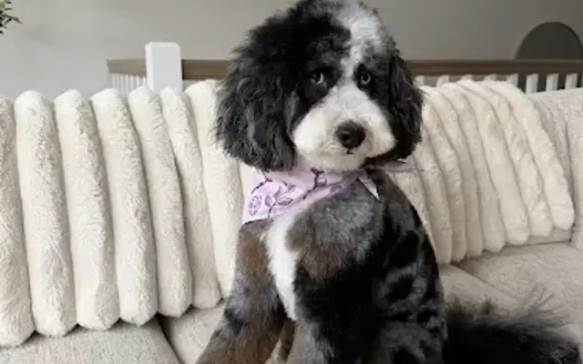 Woof Gang Bakery & Grooming Wexford in Wexford, PA