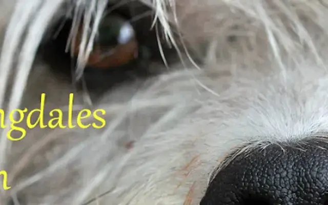 Groomingdale's Pet Salon in Somerset, MA