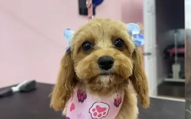 Blush & Brush Luxury Dog Spa in Spring, TX