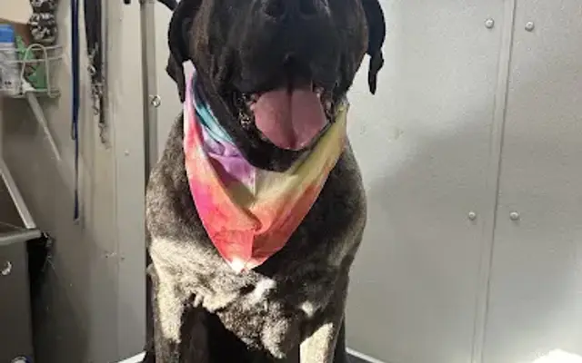 The Art of Pet Styling LLC in Colorado Springs, CO