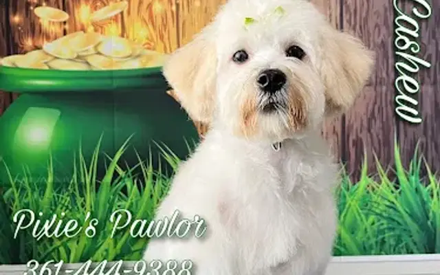 Pixie’s Pawlor Home-based Grooming in Corpus Christi, TX
