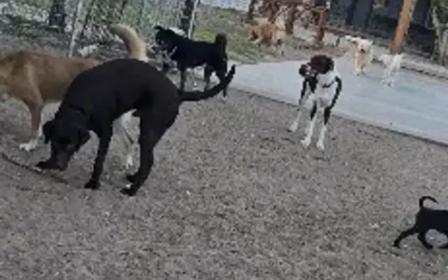 Doggy Ranch Resort in Palmview, TX