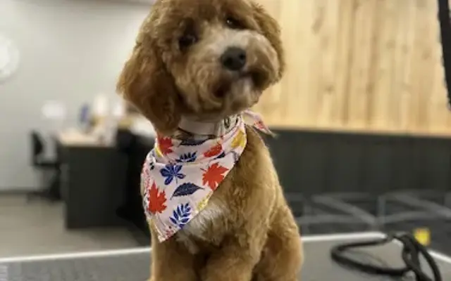 Fancy Paws Grooming Salon in Lake Wylie, SC