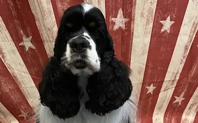 Pinky's Dog Grooming in Shafer, MN
