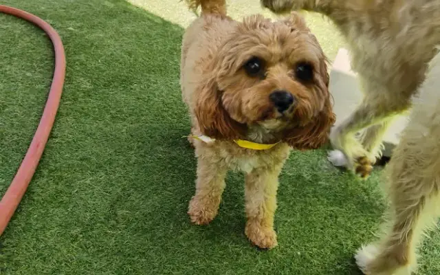 Fon Jon Dog Boarding and Daycare of San Diego in San Diego, CA