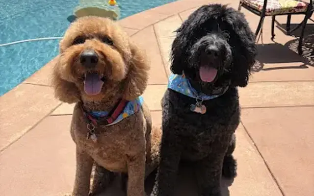 Posh Pet Cuts in Glendora, CA