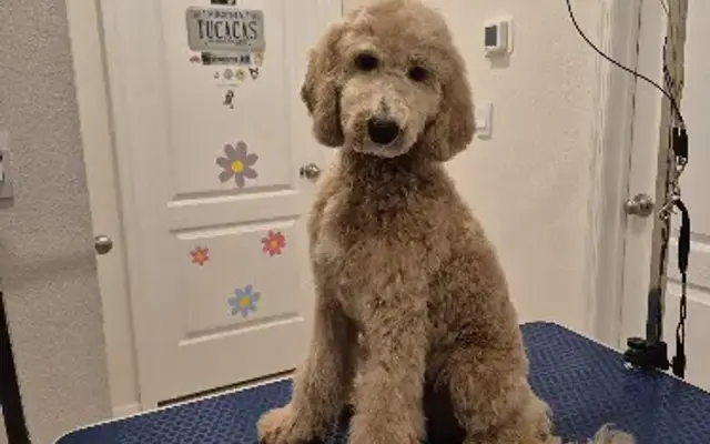 Maustidytails Grooming for Dogs Peluqueria Canina in Haines City, FL