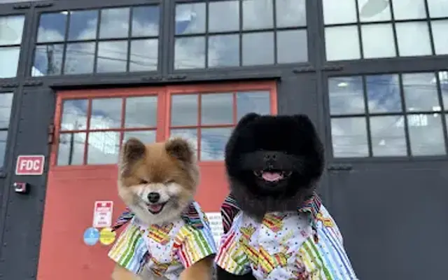 Furrever Doggies in Houston, TX