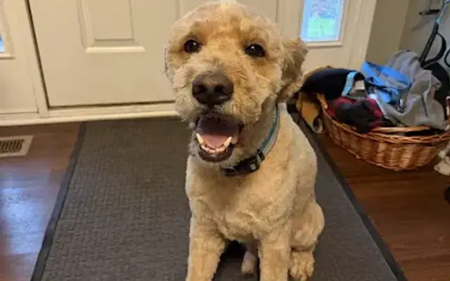 Ceci's Pawfect Touch in Winfield, IN