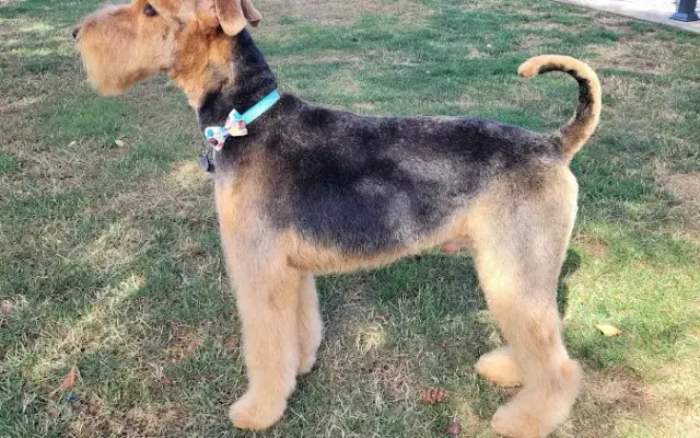 Grooming By Megan LLC in Vancouver, WA