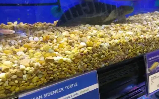 PetSmart in Naples, FL