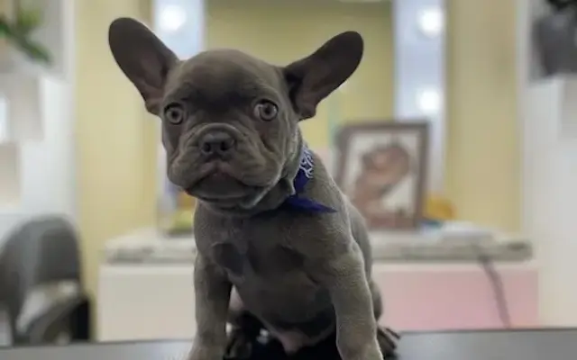 Liah's Pet Grooming Spa in San Fernando, CA