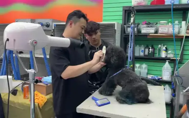 Dogs R Us Pet Grooming LLC in Sun Valley, CA
