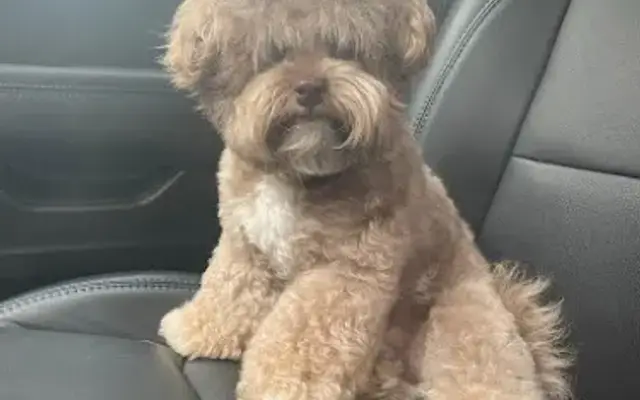 The Doggie Spa in Fenton, MI