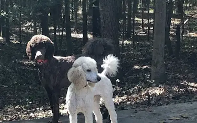 Faithful Companion Dog Training & Grooming in Powder Springs, GA