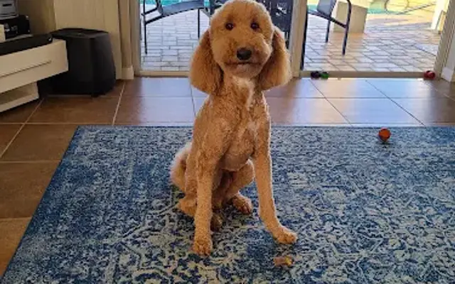 Barking Bella Pet Grooming in Bradenton, FL