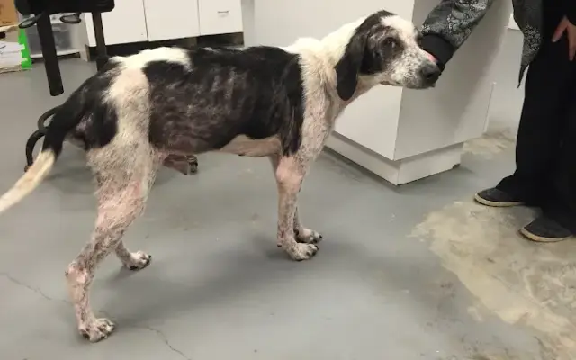 Madisonville Animal Hospital in Madisonville, LA