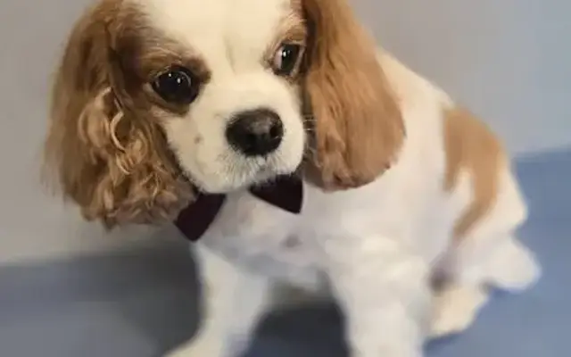 Silly Paws Dog Grooming in Whitesboro, NY