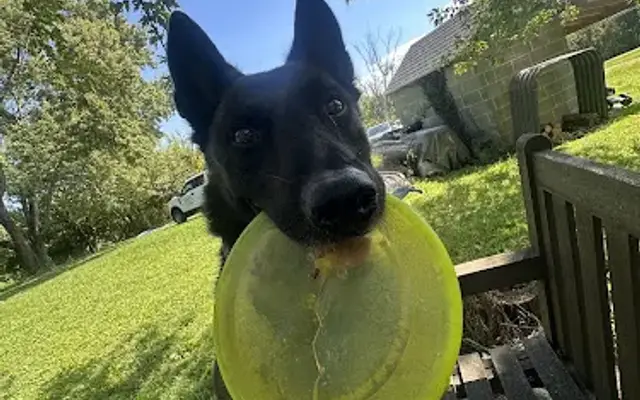 Peaches N’ Paws in Monrovia, MD