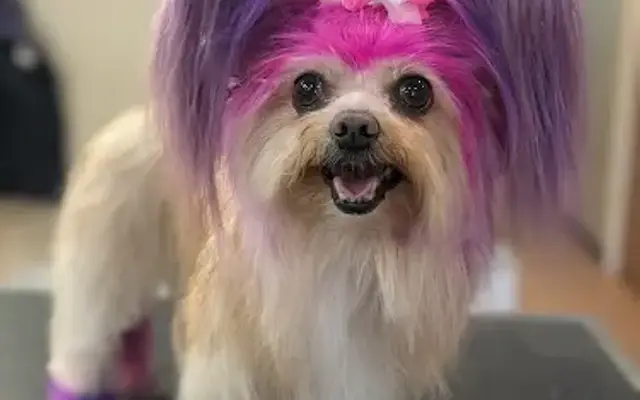 Heather Sevigny Pro. Pet Stylist in Wayland, MI