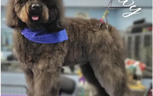 Pet Xtras Grooming & Training in Howell, MI