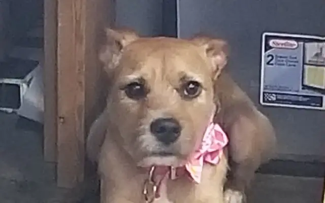 Clippin House Pet Resort & Salon in Staunton, IL