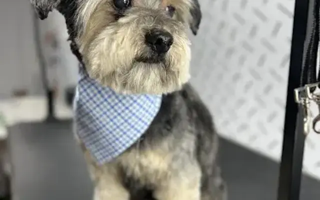 Lua's Dog Grooming & Spa in Grand Prairie, TX