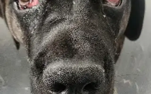 Bethel Park Animal Clinic in Bethel Park, PA