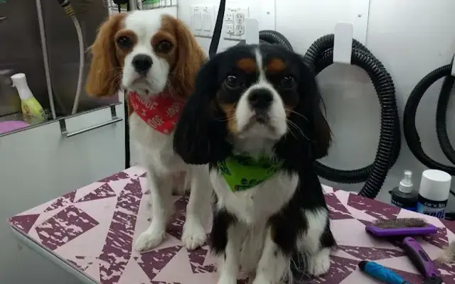 Winston's Mobile Grooming in Livermore, CA