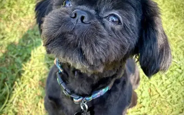 Bark'n Beauties in Westport, IN