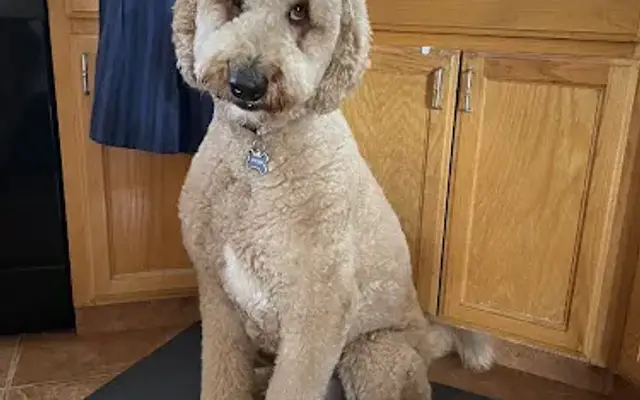 Flawless Dogs Mobile Salon in Modesto, CA