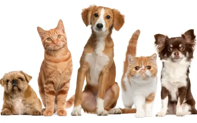 Village Way Veterinary in Advance, NC