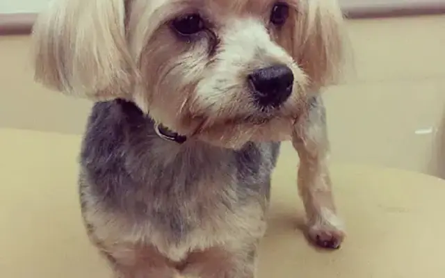 VisionPaws in Houston, TX