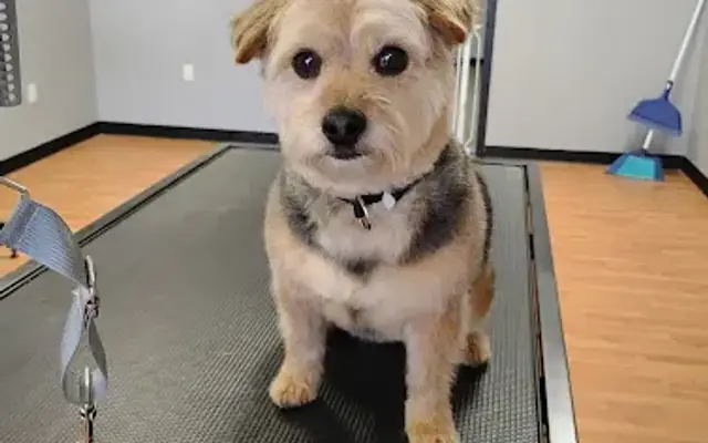 Flip-n-Flea's Pet Grooming in Columbus, IN