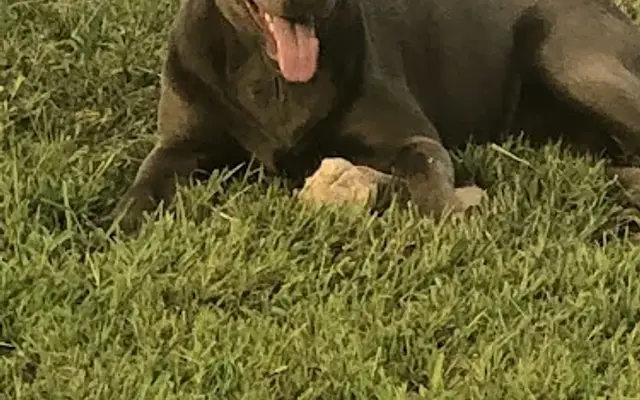 Pearl's TLC Boarding Kennel in Beaver, OH