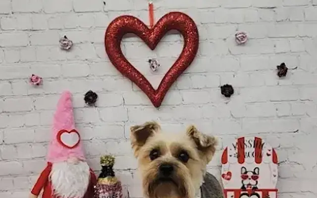 Ava's Pawdicures in Satellite Beach, FL