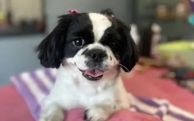 Lovely Day Pet Spa in Buckhead, GA