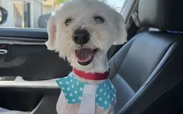 The Grooming Plug in Palm Springs, CA
