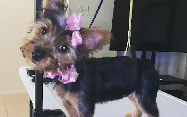 Glamour Girl Grooming LLC in Laplace, LA