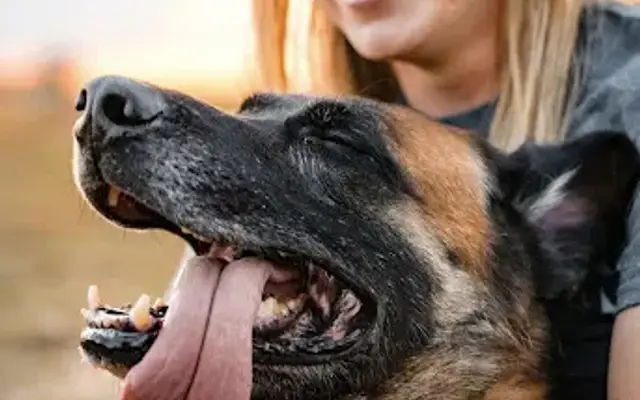 Kings K9 Kennel & Training, LLC in Nashville, NC