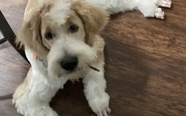 Guntersville Pet Grooming in Guntersville, AL