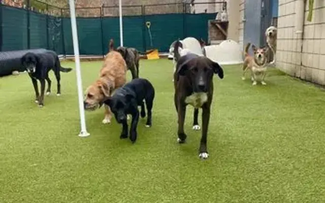 Ruff House Dog Daycare Resort & Spa in Westford, MA