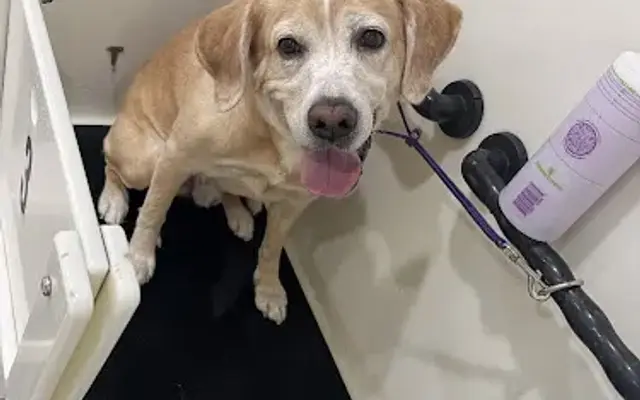 Stinky Dawg - Self-Serve Dog Wash & Professional Grooming in San Marcos, TX