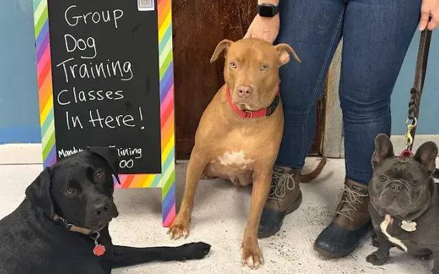 Mandy's Dog Training - Canine Development Center in Park Ridge, IL