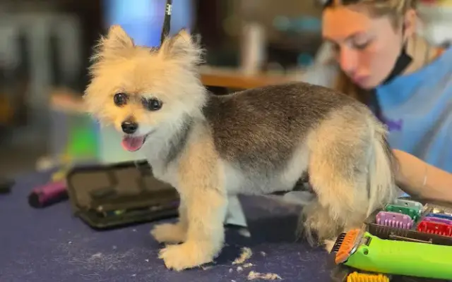 Alex's Pet Grooming in Adams, WI
