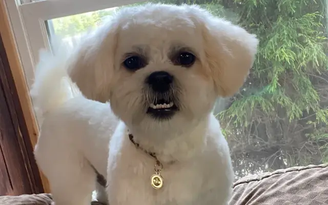 NRV Pet Grooming in Christiansburg, VA