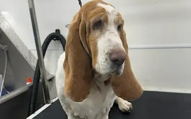 Tias Mobile Pet Grooming in Pembroke Pines in Pembroke Pines, FL