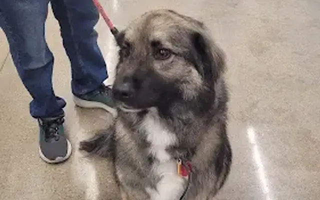 PetSmart Grooming in Cedar Park, TX